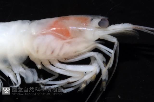 未知種新米蝦藏品圖，第5張