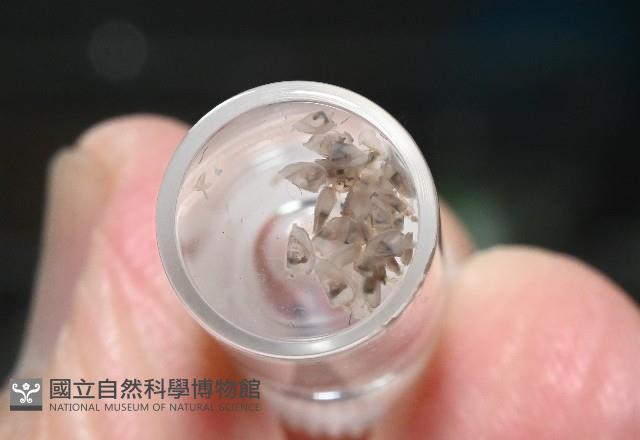 鵝茗荷藏品圖，第5張