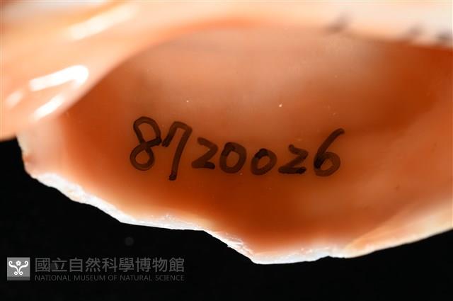 阿拉伯鳳螺藏品圖，第5張