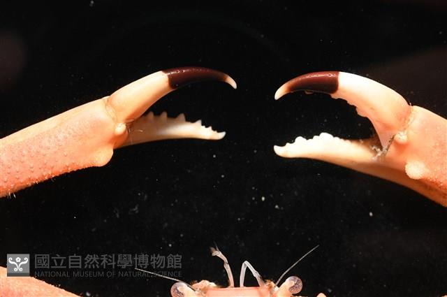 徽章聲蟹藏品圖，第5張