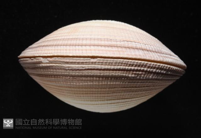 鉛球簾蛤藏品圖，第5張