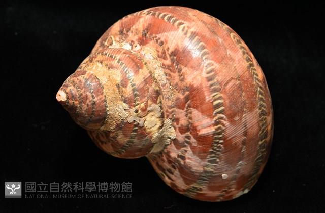 貓眼蠑螺藏品圖，第5張