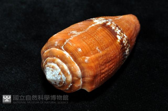 花帶芋螺藏品圖，第5張