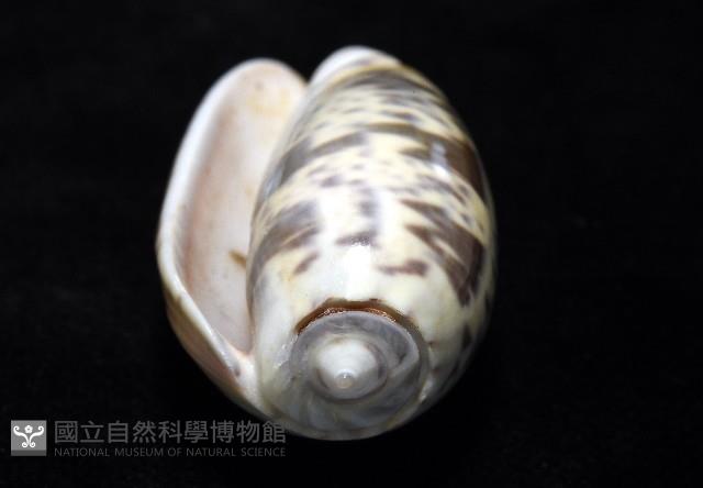 登錄號:007819-00136藏品圖，第5張