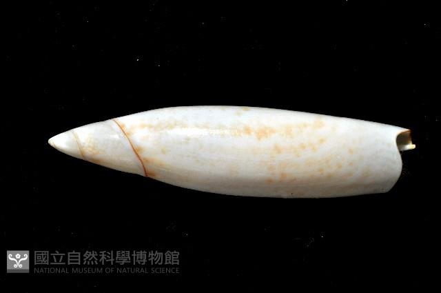 飛彈螺藏品圖，第5張