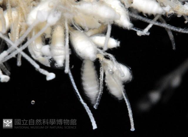 未知種水螅藏品圖，第5張
