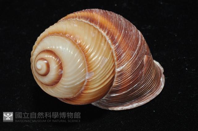 南亞蝸牛之一種藏品圖，第5張