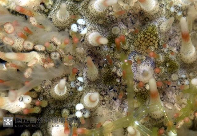 疣裸海膽藏品圖，第5張