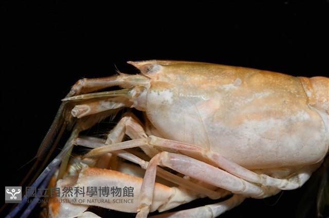 劍脊槍蝦藏品圖，第5張