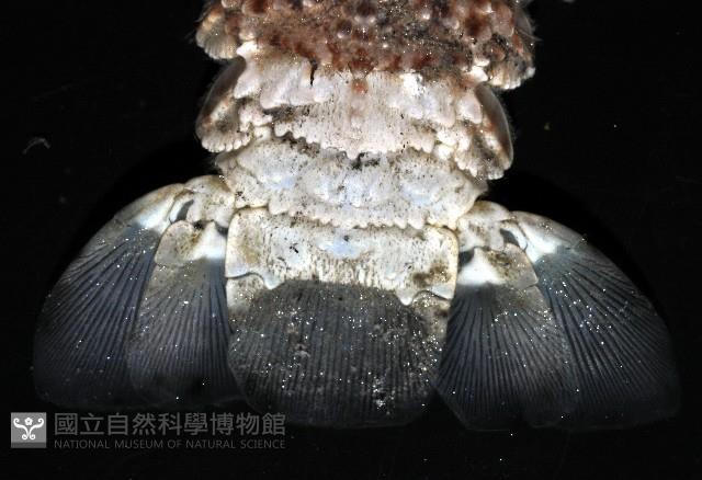 皺褶蟬蝦藏品圖，第5張