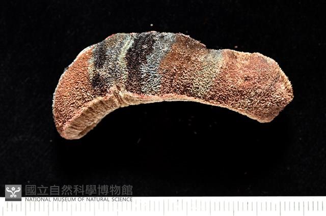 眼形隱板石鱉藏品圖，第5張