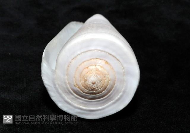 胭脂芋螺藏品圖，第5張