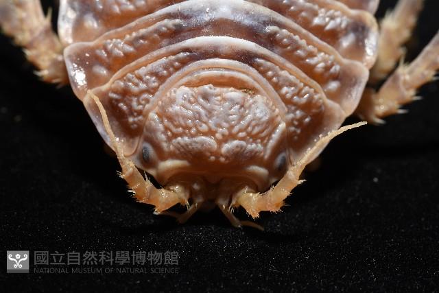 南極劍突水虱藏品圖，第5張