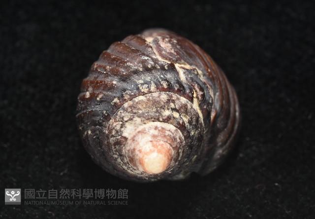 鐵齒蛹筆螺藏品圖，第5張