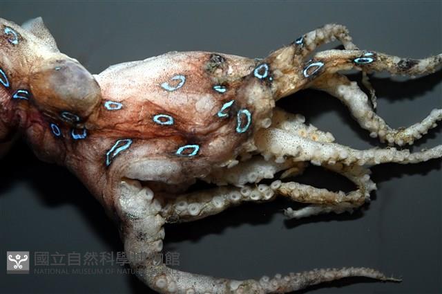 未知種藍環章魚藏品圖，第5張