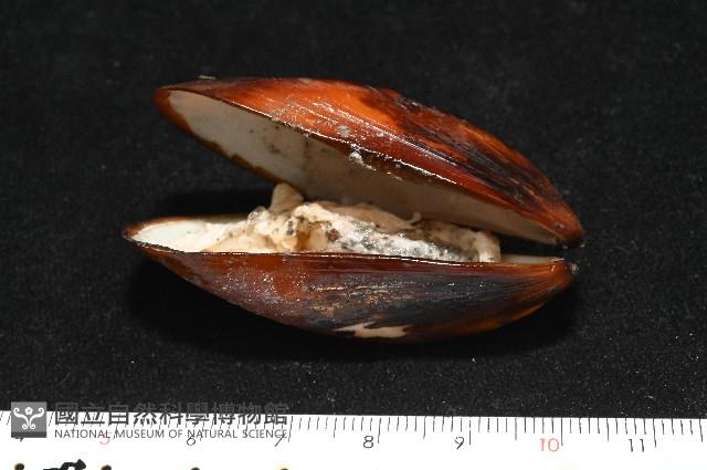 平端深海殼菜蛤藏品圖，第5張