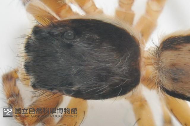 雙帶扁蠅虎藏品圖，第5張