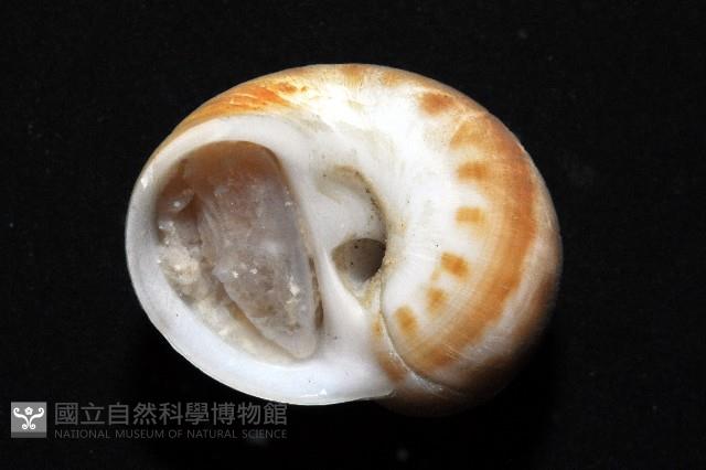 玉螺之一種藏品圖，第5張