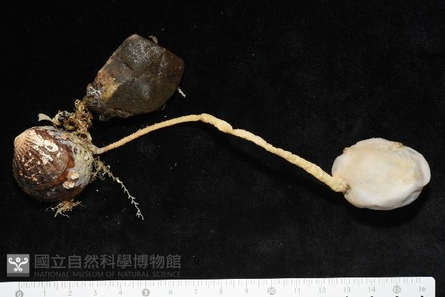 北極有柄海鞘藏品圖，第5張
