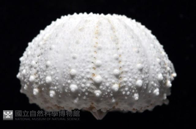 艾氏鋸海膽藏品圖，第5張