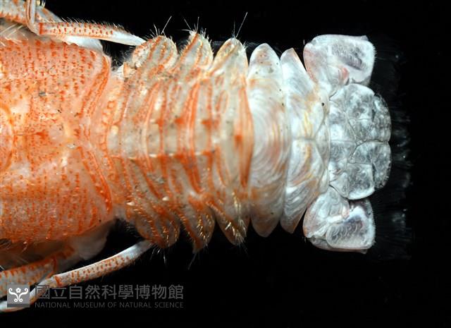 三脊似刺鎧蝦藏品圖，第5張