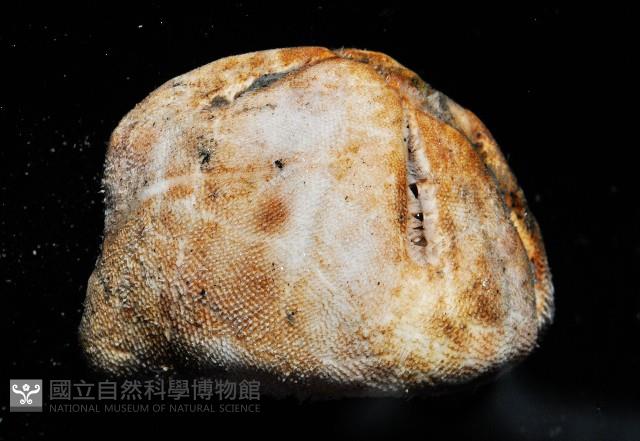 命運神海膽藏品圖，第5張