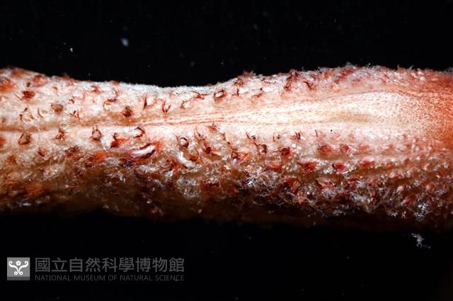 麥氏棘羽海鰓藏品圖，第5張