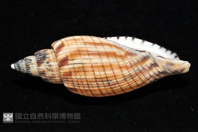 黑田渦螺藏品圖，第5張
