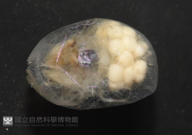 未知種海螢藏品圖，第5張