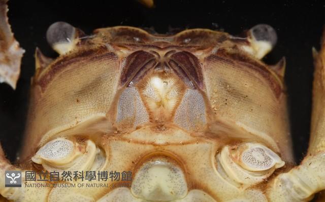 印痕仿相手蟹藏品圖，第5張