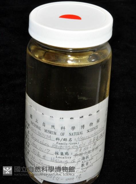 高屏遠環蚓藏品圖，第5張