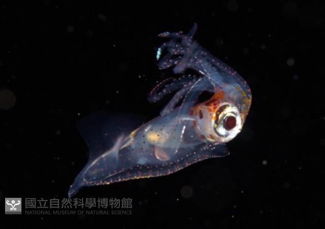 線紋擬鉤腕魷藏品圖，第5張