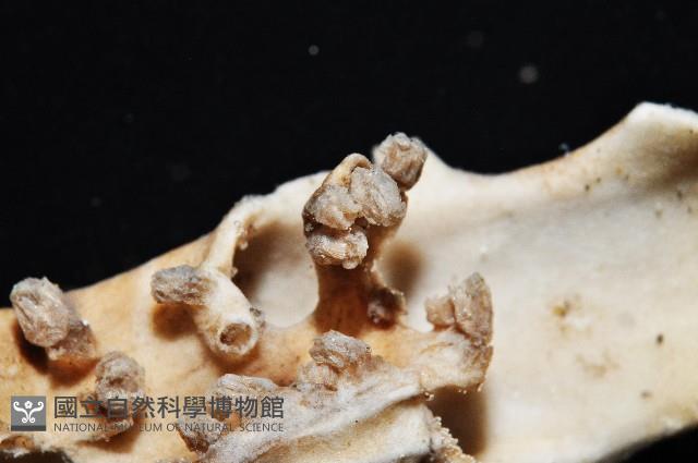 未知種莖管珊瑚藏品圖，第5張
