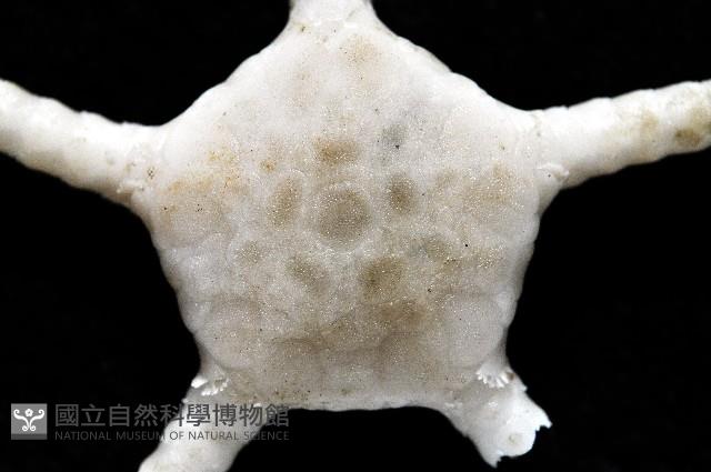 深海粗蛇尾藏品圖，第5張