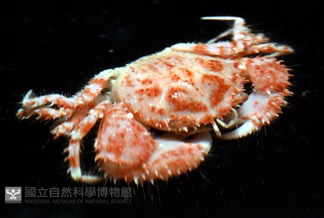 多刺毛刺蟹藏品圖，第5張