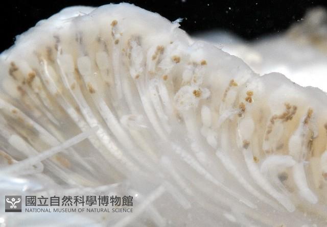 未知種短腹海鞘藏品圖，第5張
