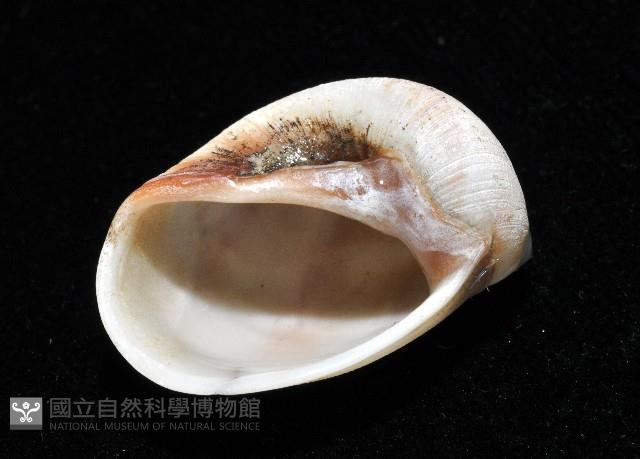 褐帶玉螺藏品圖，第5張