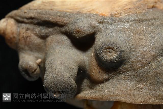 寄居蟹鞘群海葵藏品圖，第5張