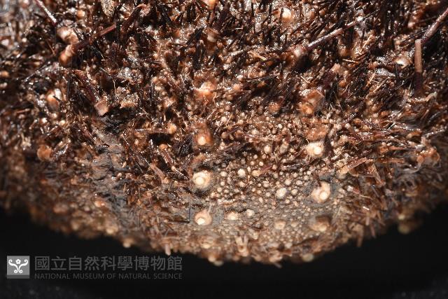魯氏硬海膽藏品圖，第5張