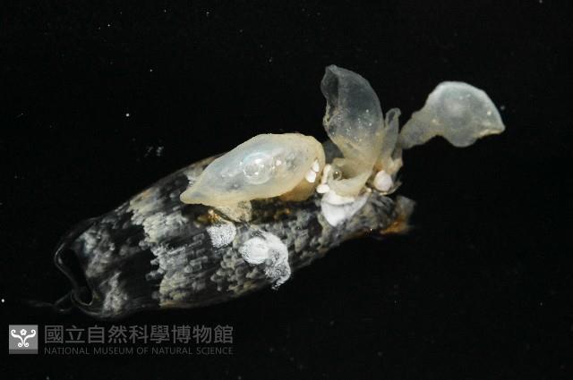 日本異茗荷藏品圖，第5張