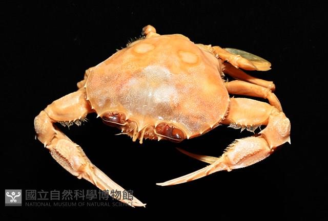 虹色圓趾蟹藏品圖，第5張