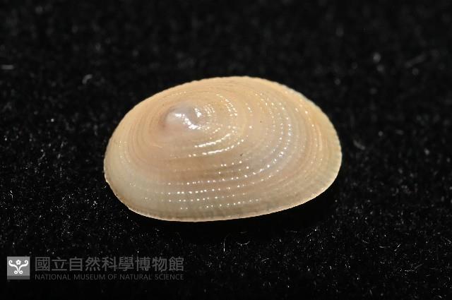 梳齒笠螺之一種藏品圖，第5張