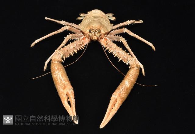 繩舞真刺蝦藏品圖，第5張