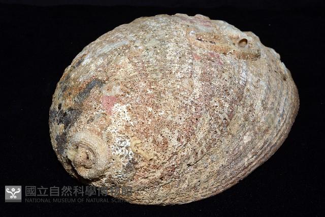 孔雀鮑螺藏品圖，第5張