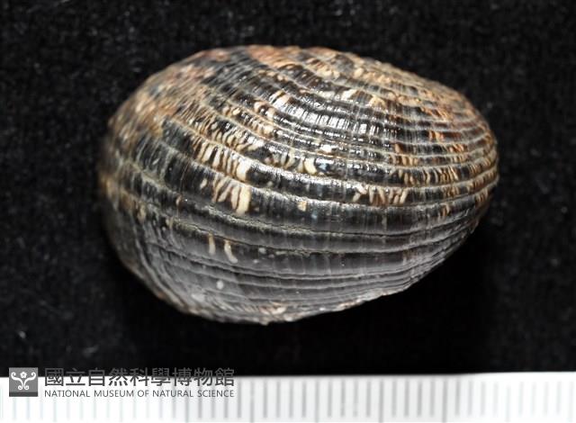 漁舟蜑螺藏品圖，第5張