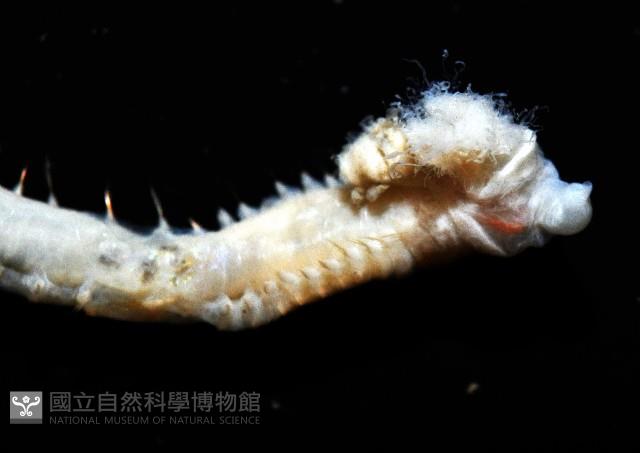 八里梳鰓蟲藏品圖，第5張