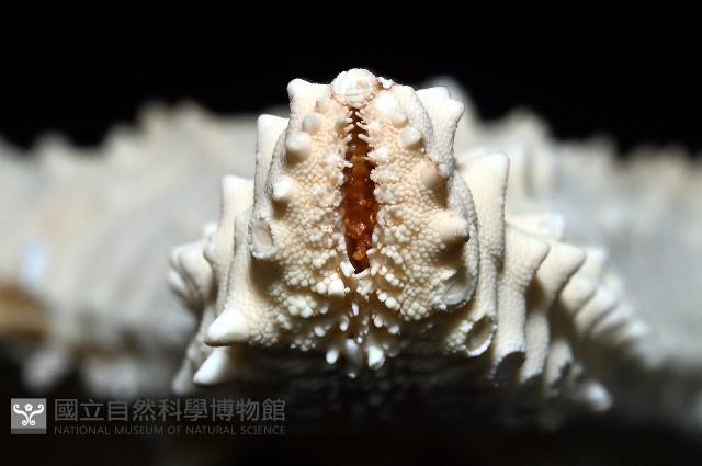 棘疣海星藏品圖，第5張