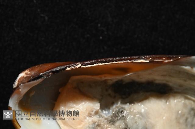 平端深海殼菜蛤藏品圖，第5張