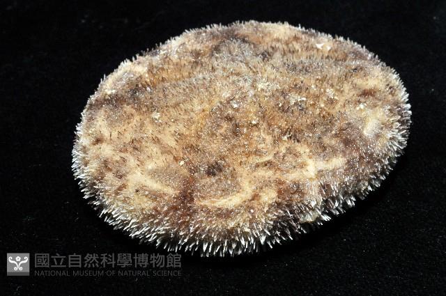 網楯海膽藏品圖，第5張