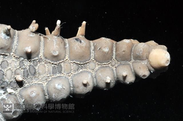 玉緣棘角海星(紫氏麗海星)藏品圖，第5張